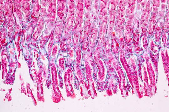 Tissue of Stomach under the microscopic, Physiology of the stomach for education in laboratory.