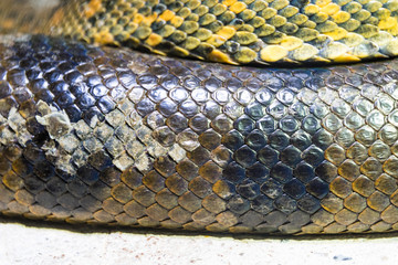 Green anaconda