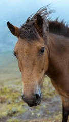 Fototapeta premium Horse