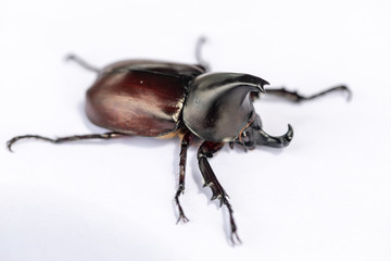 Beetles, Insects, Bugs are a group of insects form the order Coleoptera,Animal samples for education in laboratory.