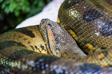 Green anaconda