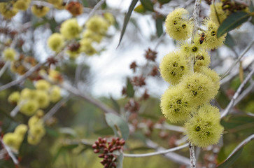 Yellow flowers and buds of the Desmond Mallee, Eucalyptus desmondensis, family Myrtaceae. Endemic to Mount Desmond near Ravensthorpe in Western Australia.