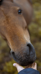 Naklejka premium Horse detail