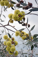 Yellow flowers and buds of the Desmond Mallee, Eucalyptus desmondensis, family Myrtaceae. Endemic to Mount Desmond near Ravensthorpe in Western Australia.