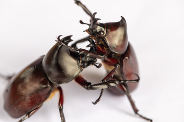 Beetles, Insects, Bugs are a group of insects form the order Coleoptera,Animal samples for education in laboratory.