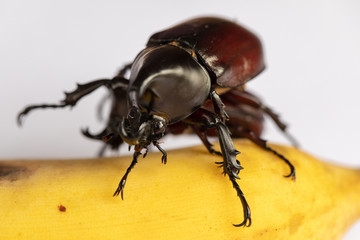 Beetles, Insects, Bugs are a group of insects form the order Coleoptera,Animal samples for education in laboratory.