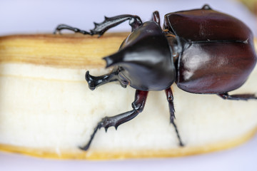 Beetles, Insects, Bugs are a group of insects form the order Coleoptera,Animal samples for education in laboratory.