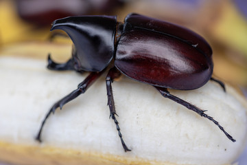 Beetles, Insects, Bugs are a group of insects form the order Coleoptera,Animal samples for education in laboratory.