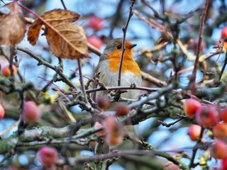 Robin 