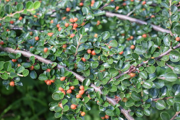 Niedojrzałe owoce irgi © Anna