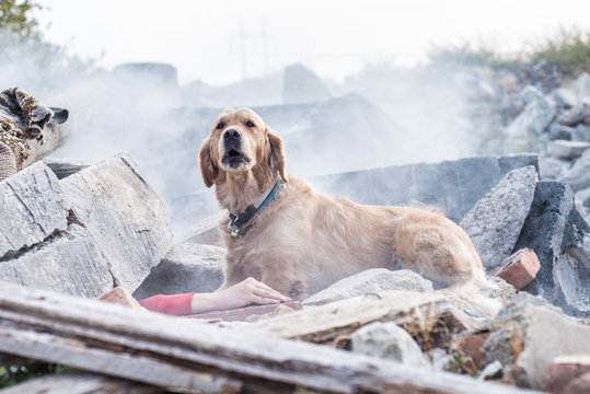 Dog looking for injured people in ruins after earthquake.