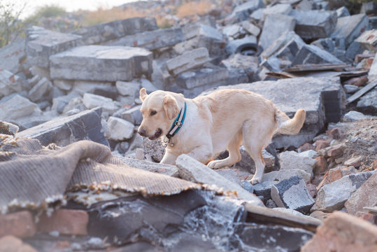 Dog looking for injured people in ruins after earthquake.