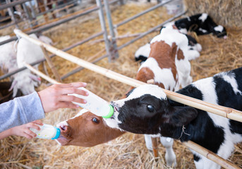 baby cow feeding on milk bottle by hand