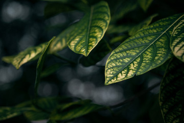 Green leaves in winter, big strong green leaves with some yellow color on the same leaf use for nature background