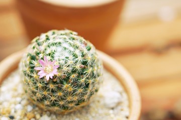 Closeup of small cactus with little pink flower in a pot .