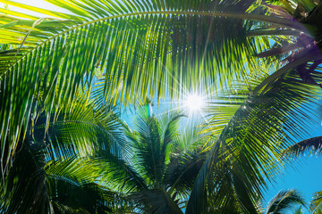 Fototapeta na wymiar Coconut Palm tree with blue sky