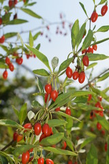 Dojrzałe jagody goji na krzewie © Anna
