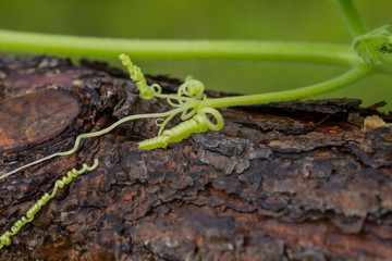 Macro