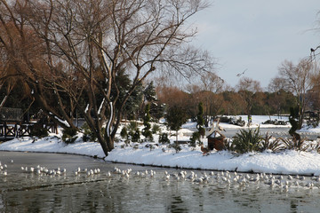 White birds on frozen lake at a snowy day.