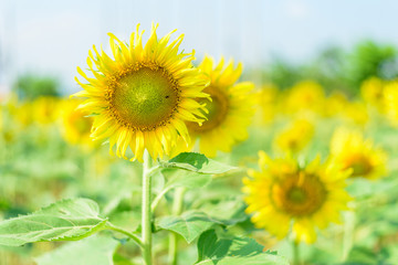 Obraz premium Fresh sunflower with blue sky in sunshine day