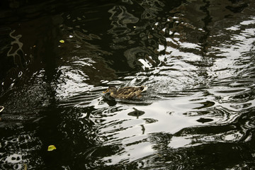 Ducks in lake