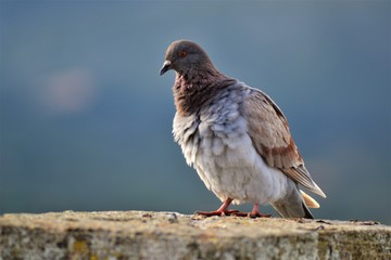 Taube