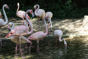 Fototapeta na wymiar A flock of flamingos in the park on the shore of an artificial r