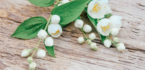jasmine on wooden background