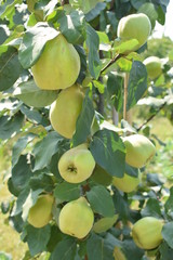 Drzewko pigwy z owocami