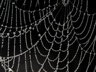 Closeup of dew drops on white spider web against black background