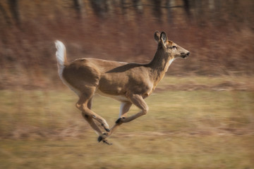 Fast running deer in field near forest