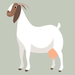 Fotobehang boer goat , vector illustration , flat style ,profile  © wectorcolor