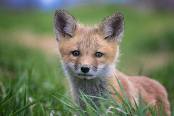 Naklejka na ściany i meble Baby Red Fox close-up portrait