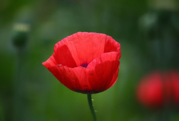 Red poppy flower