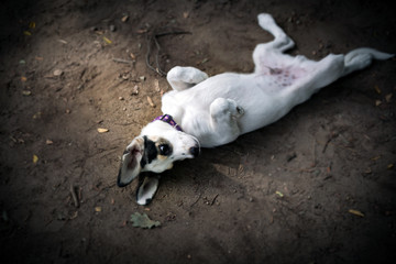 Naklejka na ściany i meble puppy lying on the ground