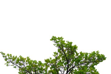 Tropical tree leaves with branches on white isolated background for green foliage backdrop 