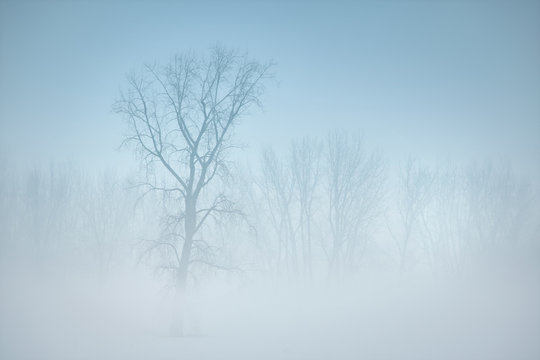 Trees in winter fog