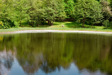 beautiful summer by the lake