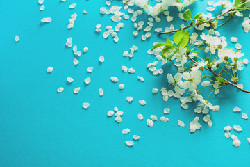 White cherry blossom twigs lying on blue paper background. Copy space. Toned