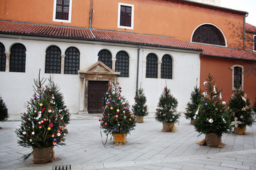 Fototapeta na wymiar Christmas trees near St. Simon's Church. Zadar. Croatia. 