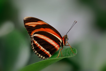 Closeup Side view of Banded Orange Butterfly on green leaf
