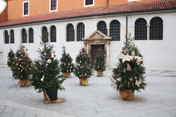 Fototapeta na wymiar Christmas trees near St. Simon's Church. Zadar. Croatia. 