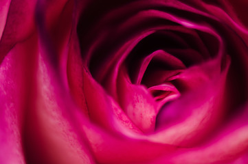 Fototapeta na wymiar Scarlet rose. Macro and close up flower