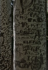 &Eacute;corce de bouleau tagu&eacute;e &agrave; Granada, Andalousie, Espagne