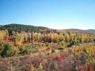 Aerial shot of the autumn forest