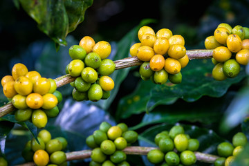 raw coffee beans close up blur background