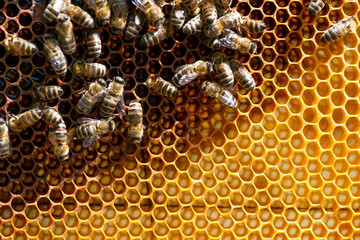 honey bee working