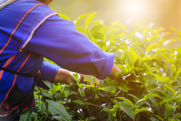 farmer is collecting green tea leaves at doi chiang rai Thailand