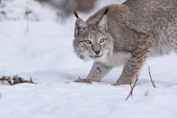 Crédence de cuisine en verre imprimé Lynx Lynx boréal dans la neige