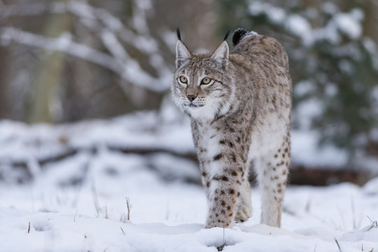 Boreal lynx hotsell